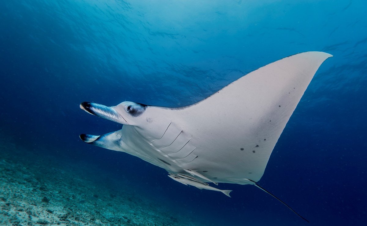 Manta ray