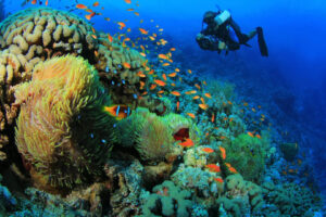 Potápanie v Marsa Alam