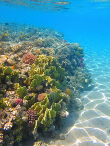 Potápanie v Marsa Alam